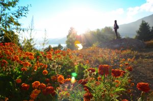 Blumenmeer Dämmerung